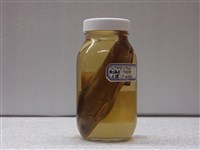 藏品(臺灣鏟頜魚)的圖片